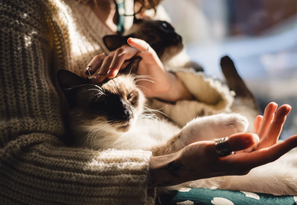 best camera for pets at home